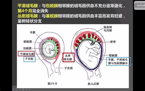 胎盘长什么样|胎盘的结构和功能